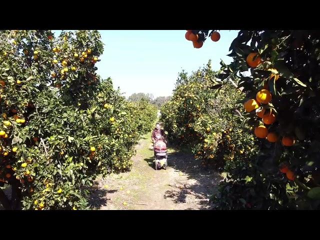 How we picked oranges in Israel / Сборы апельсинов в Израиле