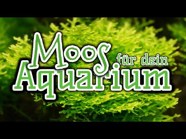 Moose für dein Aquarium | Aquarienpflanzen