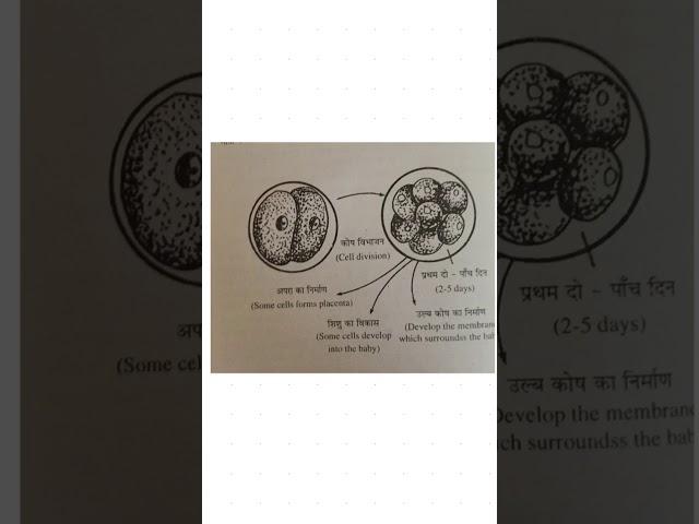 Development of Embryo