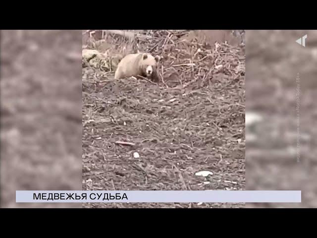 20.06.2024. «Новости Северного города». Медвежья судьба. Когда закроют мост? Коммунальные советы.