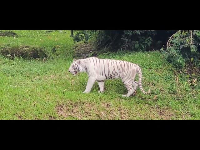 Hawaii Travel Video:  Rainbow Falls & Panawaena Zoo