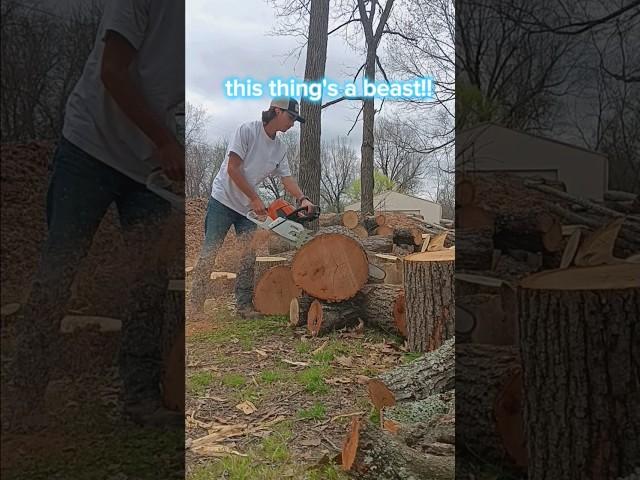 stihl ms661 magnum! this is insane  #diy #firewood #ms661 #stihl #chainsaw #outdoors #smallbusiness