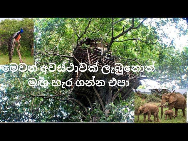 ගමක අසිරිය|හේන් ගොවිතැන | Henak|village life| farming| agriculture|organic|treehouses|හේනක පැලක්