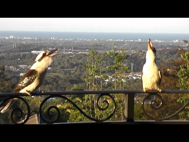 Kookaburra call (Two Laughing Kookaburra Laughing) SO LOUD!