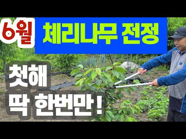 (6월) 체리나무 1년차 전정/수형잡기