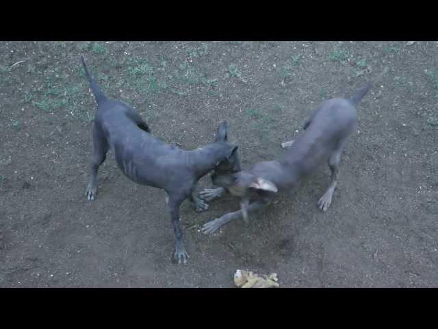 Xolo ~ Mexican Hairless ~  Dogs Playing ~ Xoloitzcuintli