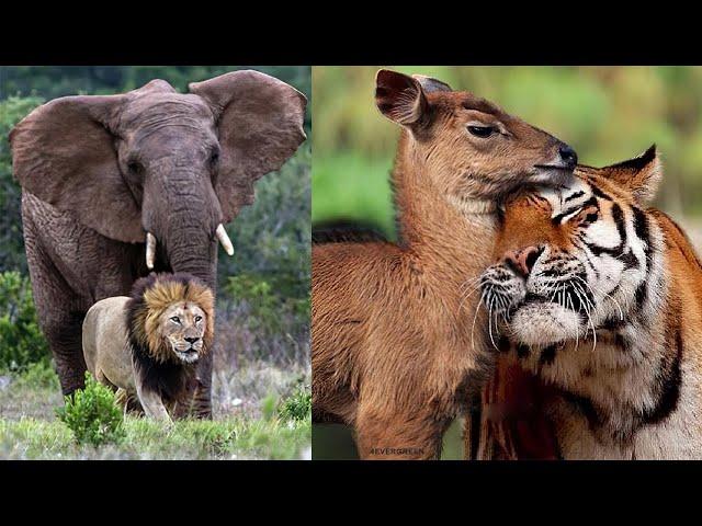 15 Best Animal Friendships in the World