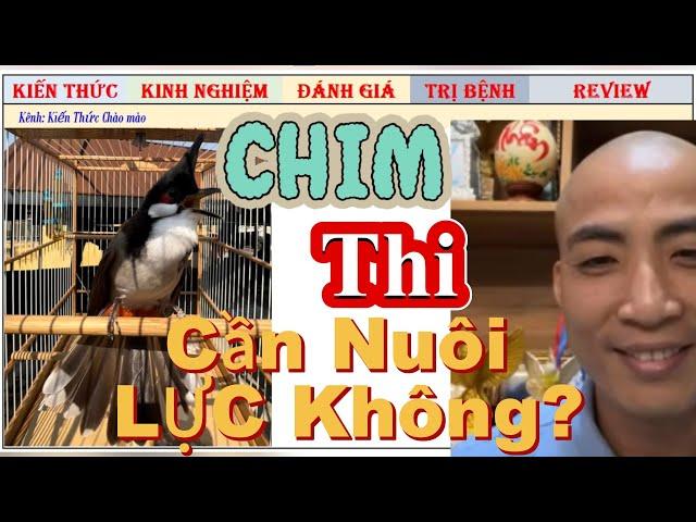 Chim Chào mào Thi và Chim Cafe có nên nuôi toàn thời gian trong lồng Lực không?