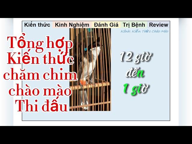 Tổng hợp kiến thức chăm chim Chào mào Thi đấu hoặc chim đi giàn