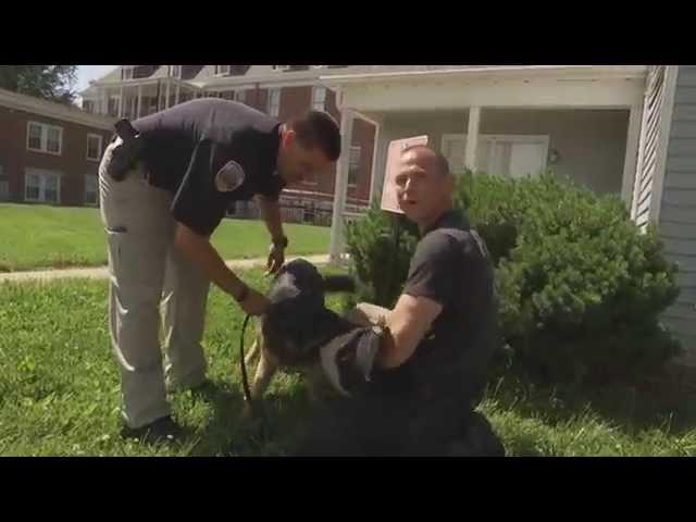 O'FallonTV: K9 Officers | O'Fallon, Missouri