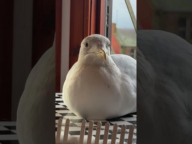 My Pet Seagull Bit My Finger... AGAIN!