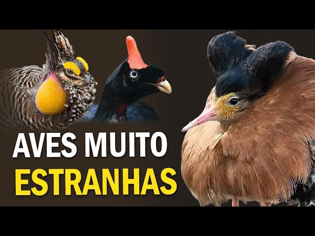 TOP 12 AVES mais ESTRANHAS do mundo # 2 | Planeta Aves