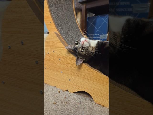 what do cats really think about us #cute #pets #catlover #catify #understandingcats #adoptdontshop