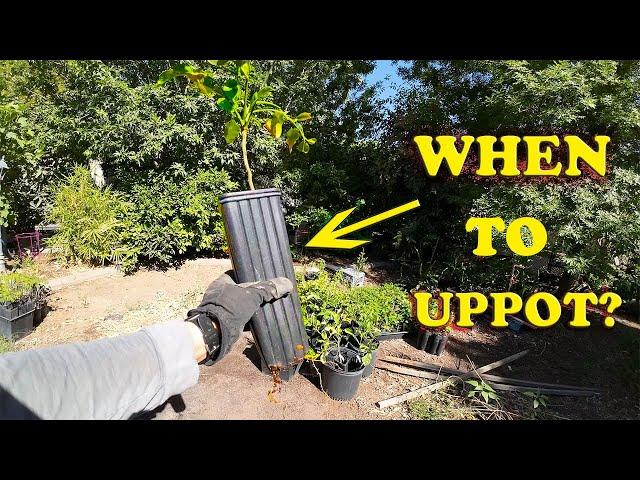 Watch This BEFORE Up potting Your Plants!