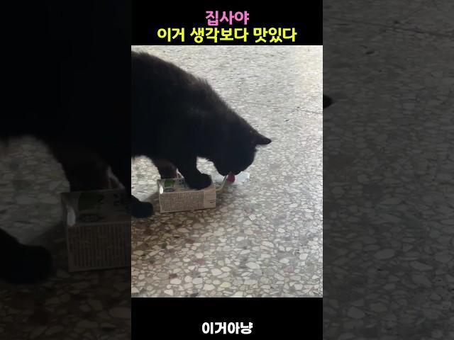 집사야 이거 생각보다 맛있다