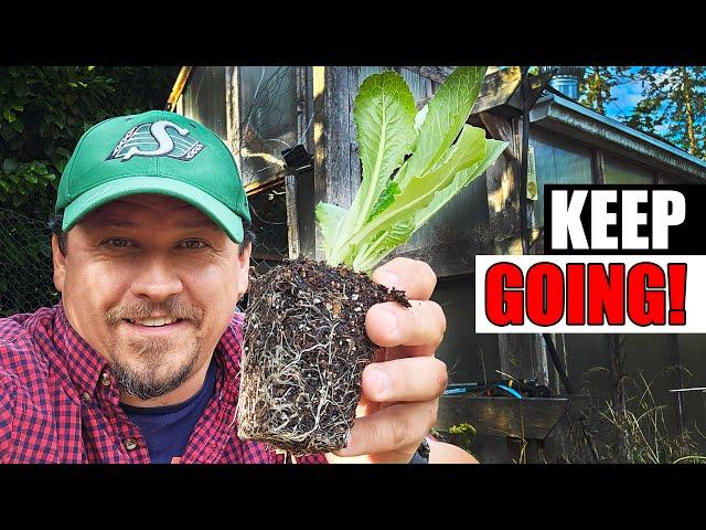 3 Benefits Of Planting Now - Garden Quickie Episode 213