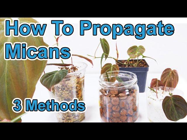 How To Propagate Philodendron Micans ( 3 Methods )