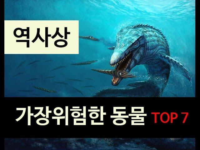 (랭킹박스) 역사상 가장 위험한동물 TOP 7