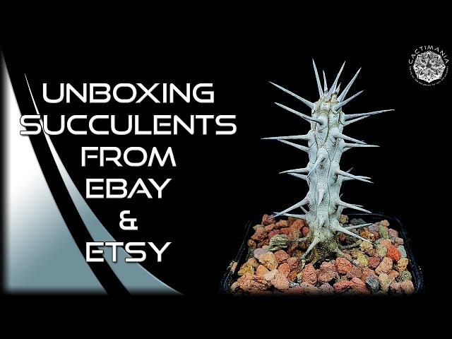 Unboxing Succulents from Ebay & Etsy | Box Two | #Cactus & #Succulent Collection