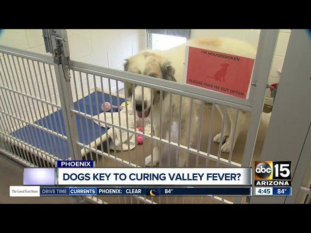 Could dogs be the key to finding the cure to Valley Fever?