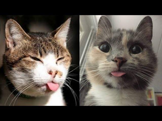  The Cats FUNNIEST Videos,  try not to laugh