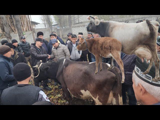 IZBOSKAN YAKA TUT MOL BOZORI ANDIJON MAZAQILILAR KÖRIP | 22 ноября 2024 г.