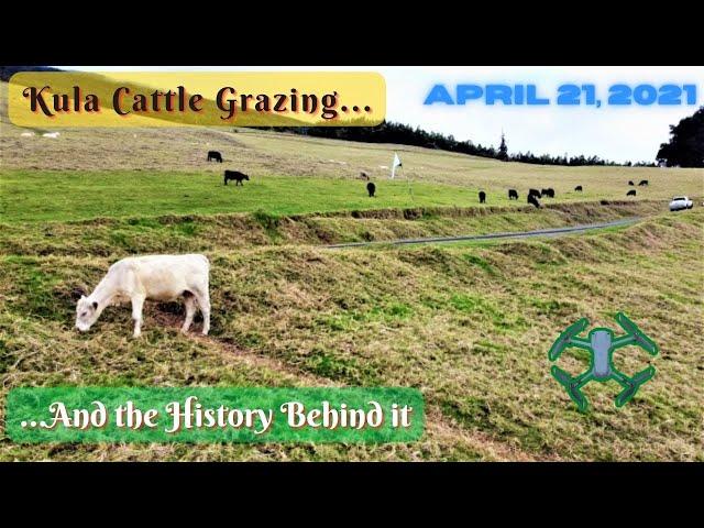 Hawaii Travel Video:  Kula Cattle Grazing