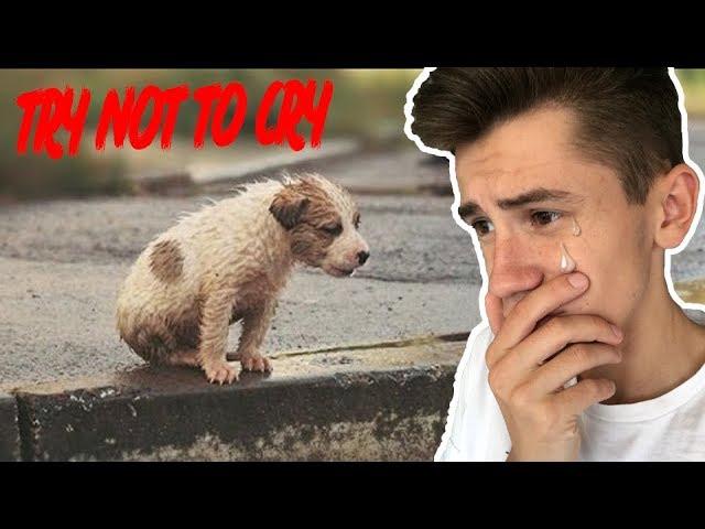 Глазами сбитой собаки | TRY NOT TO CRY CHALLENGE | ПОПРОБУЙ НЕ ЗАПЛАКАТЬ ЧЕЛЛЕНДЖ