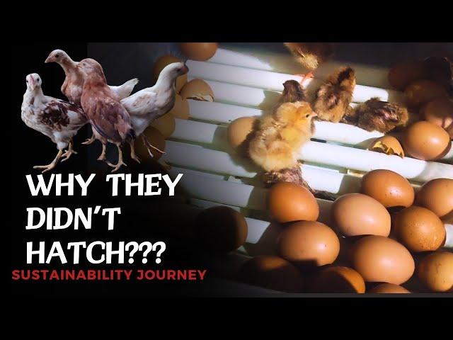 How to be Successful in Incubating Chicken Eggs| Chicken Farming in Natural Farming Set-Up 