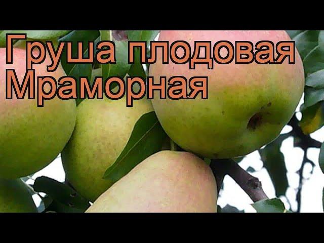 Груша плодовая Мраморная (mramornaia)  обзор: как сажать, саженцы, крупномеры груши Мраморная