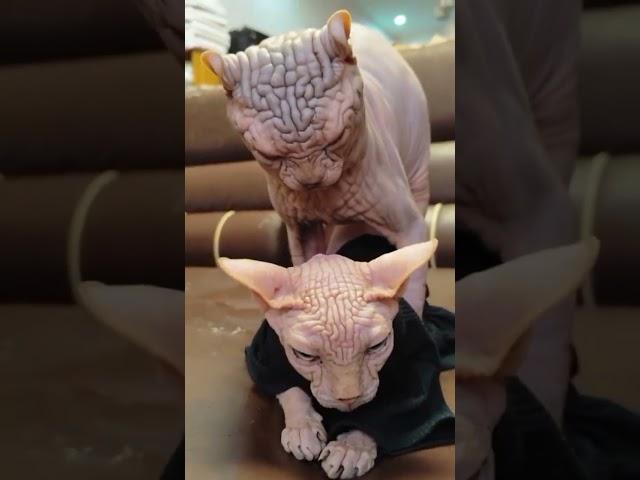 this are my cats that i keep, this ia a rarely breed of cat that originated from planet mars#youtub