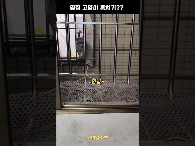 옆집 고양이 훔치기