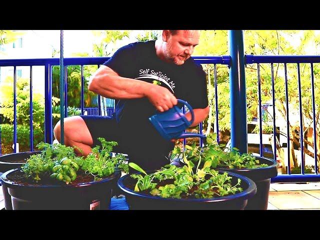 How to Grow Organic Food in Containers