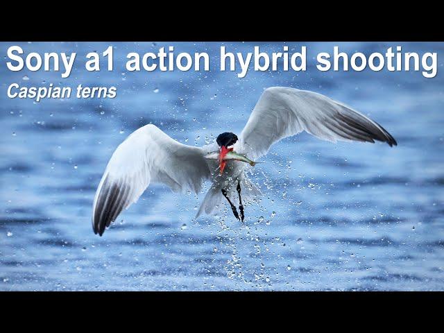 Caspian tern, ACTION hybrid shooting with Sony a1