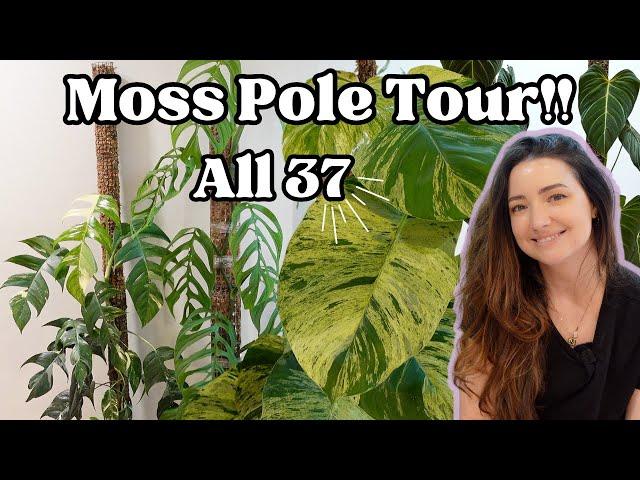 Tour all of my 37 Moss Poles! My complete moss pole collection.