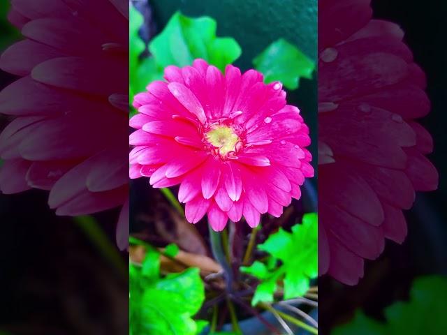 GERBERA DAISY  #flowers #beautifulflowers #trendingshorts #garden