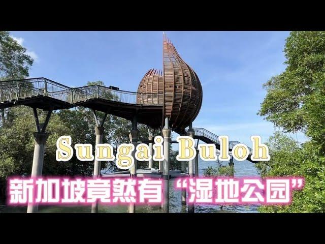 Singapore竟然有这么漂亮的“湿地公园” Sungei Buloh Wetland Reserve双溪布洛湿地保护区