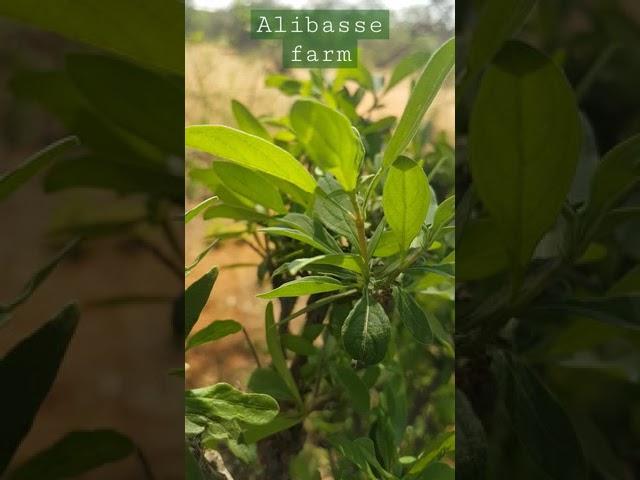 Alibasse Agritech farm Natural trees