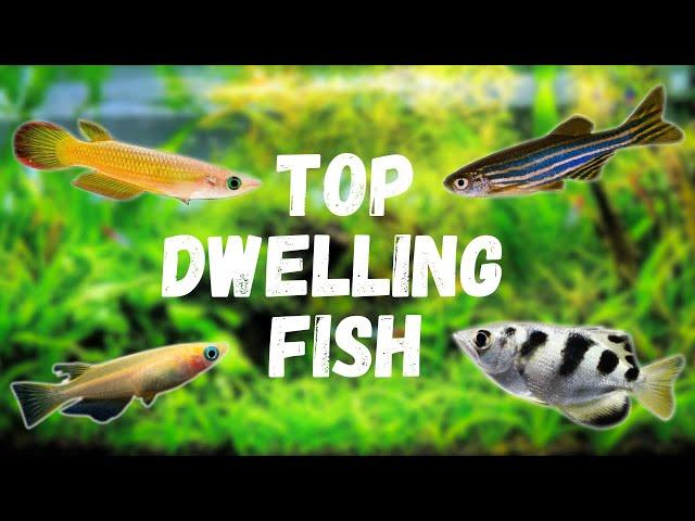 7 Top Dwelling Fish For Your Aquarium