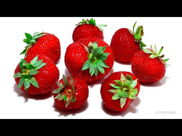 Rotting Strawberries Rotated Time-Lapse