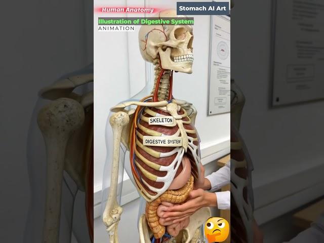 Animation of Digestive System | Stomach AI Art | 46