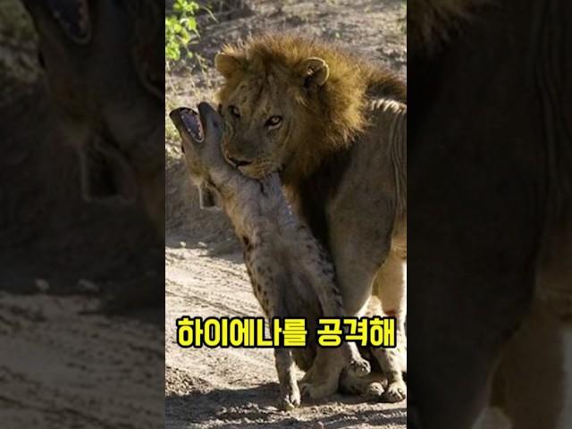 사자를 상대하는 하이에나와 리카온의 차이점.. #동물 #이슈