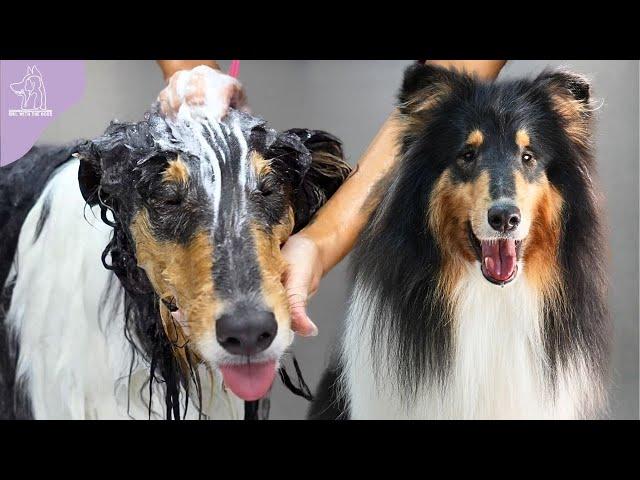 The Elite Family Dog | Beautiful Rough Collie