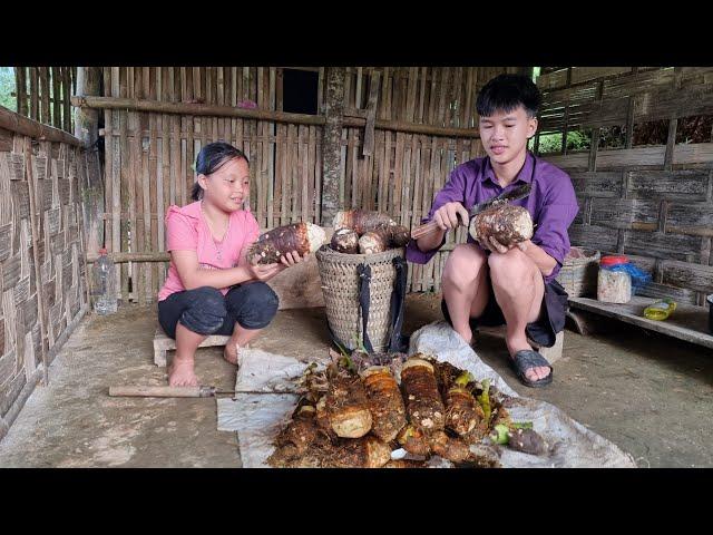 Two brothers, harvest ginger to sell, replant the remaining ginger pieces - Ly Dinh Quang