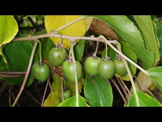 Kiwi Berries - super tasty frost hardy Mini Kiwis (Actinidia kolomikta)