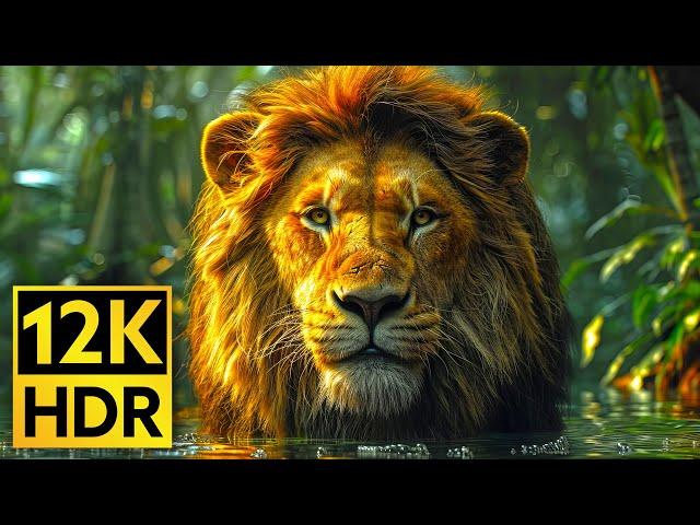 12K HDR 60fps Wildlife  DOLBY VISION / 8K TV