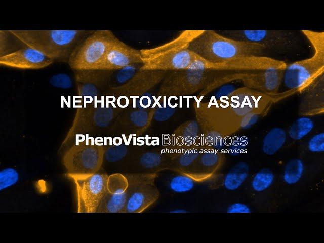 Nephrotoxicity Assay