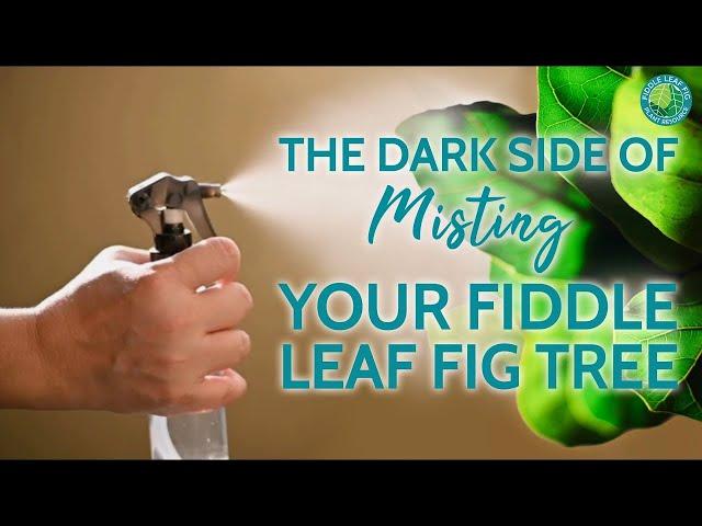 Why You SHOULD NOT Mist Your Fiddle Leaf Fig | Fiddle Leaf Fig Plant Resource Center