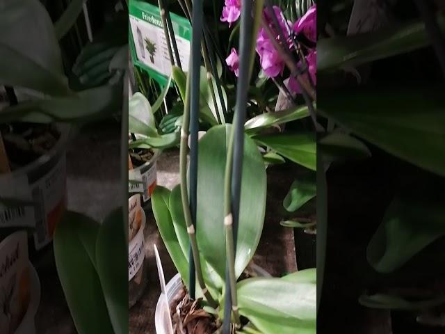 На что нужно смотреть покупая орхидеи,Орхидея, Orchidee ,Achtung beim Kauf der Orchidee