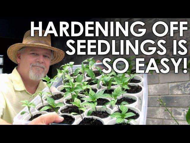 Hardening Off Seedlings is no Secret || Black Gumbo